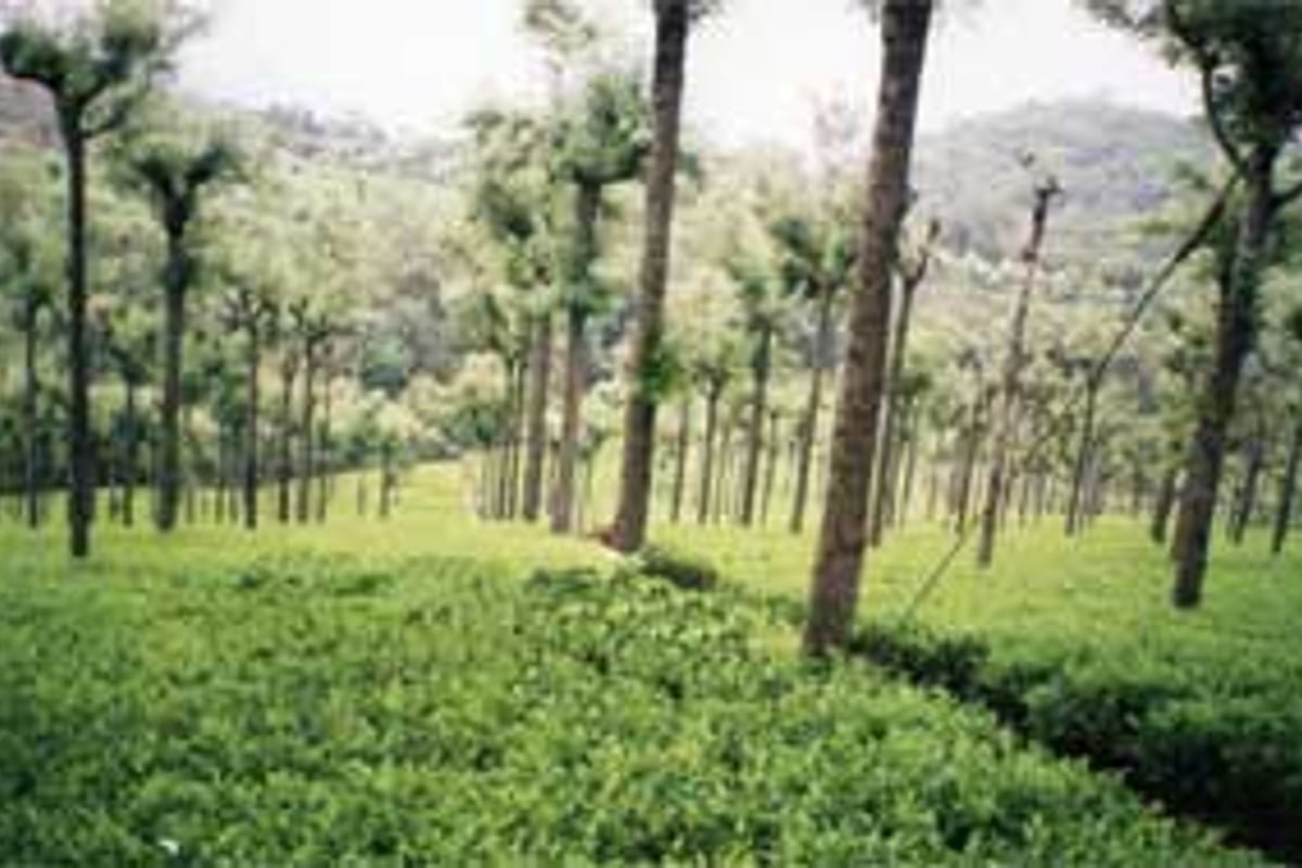 Lush green terraced tea gardens in the Nilgiri hills of Ooty